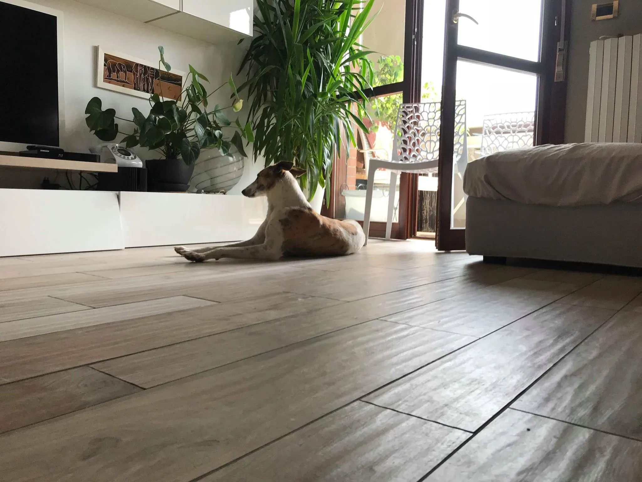 24 Sam whippet petlevrieri petlevrierionlus salvatomercatodellacarne Foster progettofoster.JPG