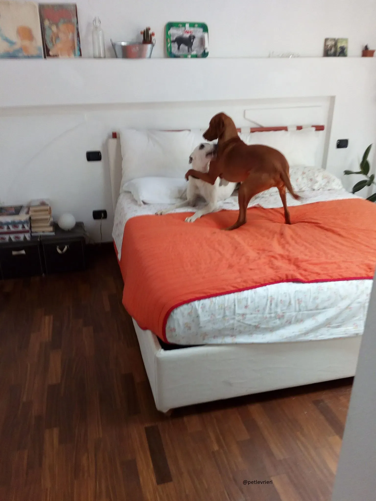 24 Spark Greyhound rescue petlevrieri petlevrierionlus foster progettofoster