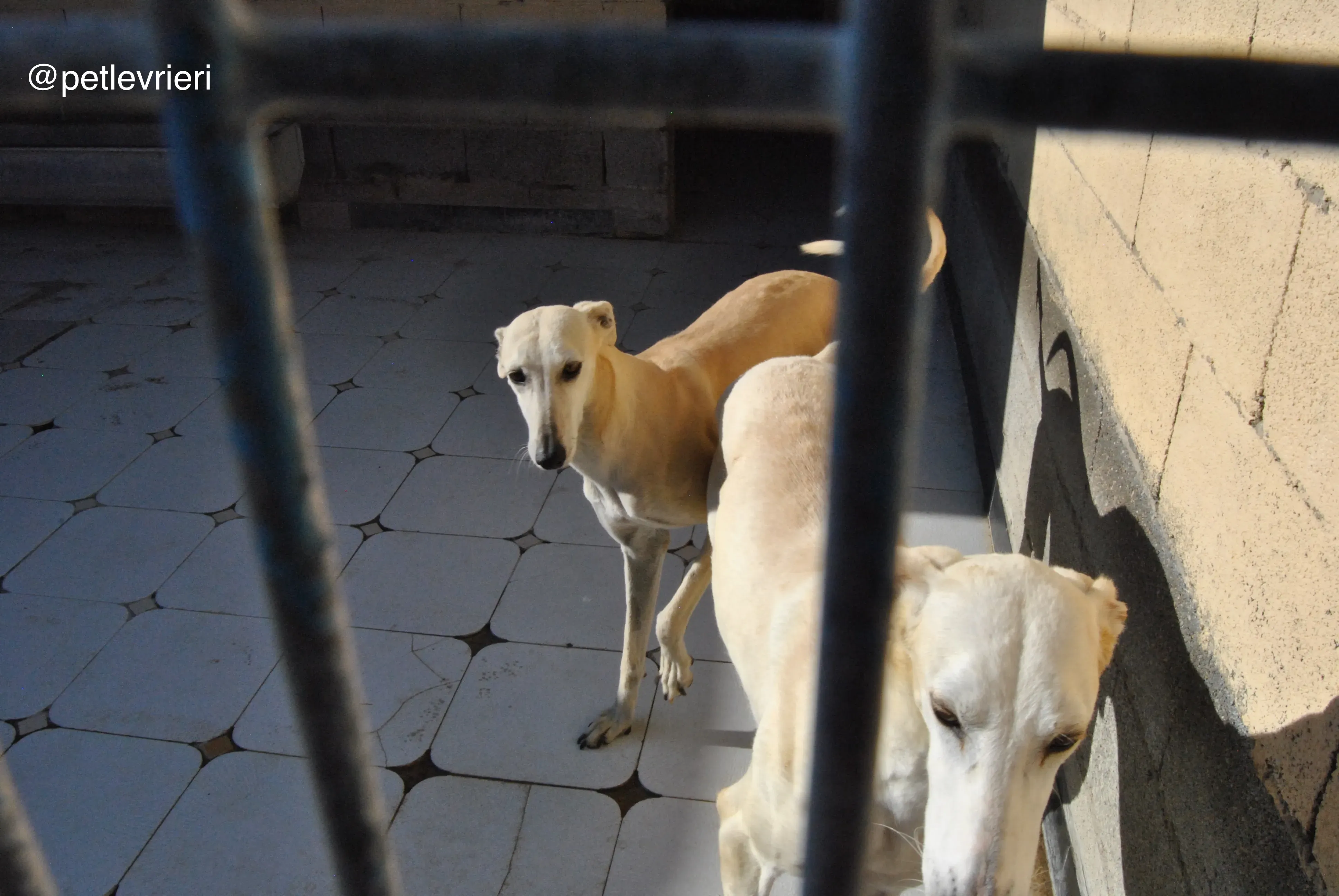 24 liona tori adozione galgo quarantena