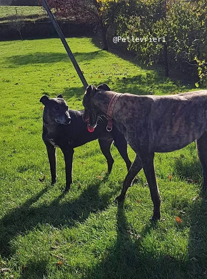 24 rodney adozione levrieri grey