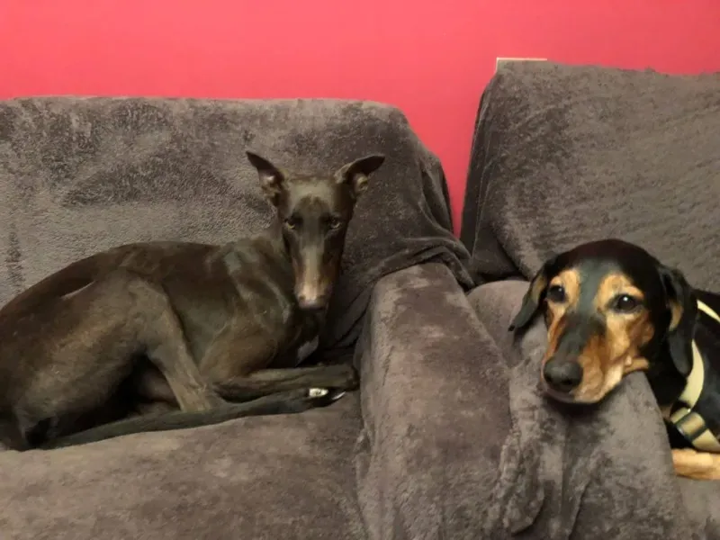 25074743 1568953633188486 1202202903889619495 o