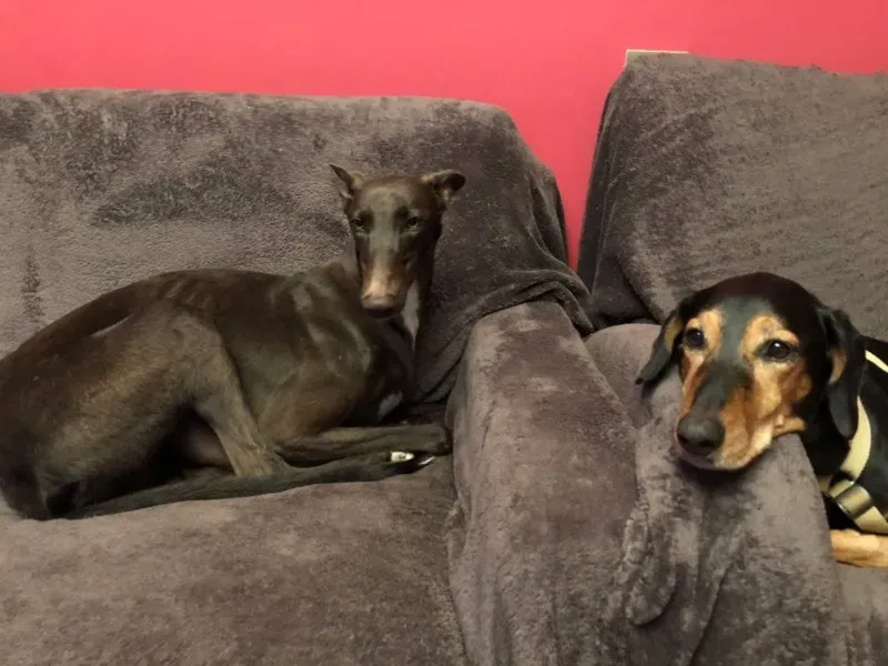 25074848 1568953679855148 9199975474686441641 o