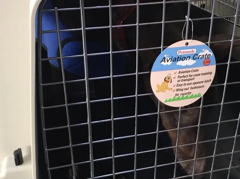 25152120 1567437630006753 3425822207769855121 n