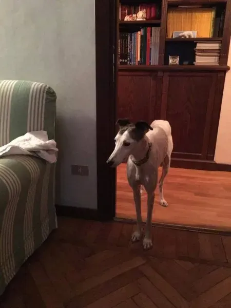 25152421 1569017563182093 2747384728108577301 n