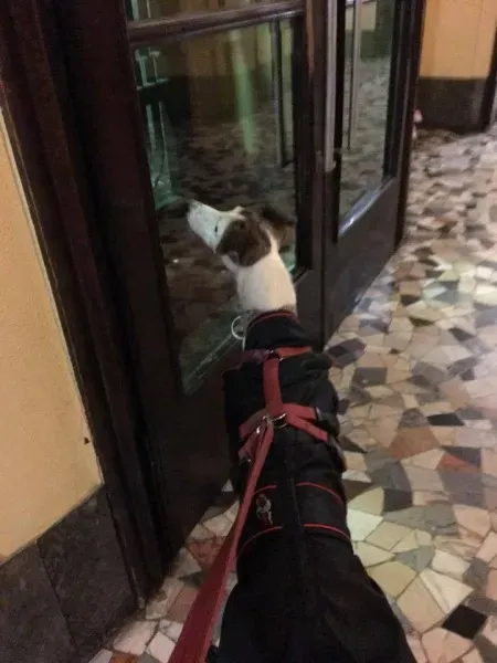 25158140 1569017443182105 5503286774395719016 n