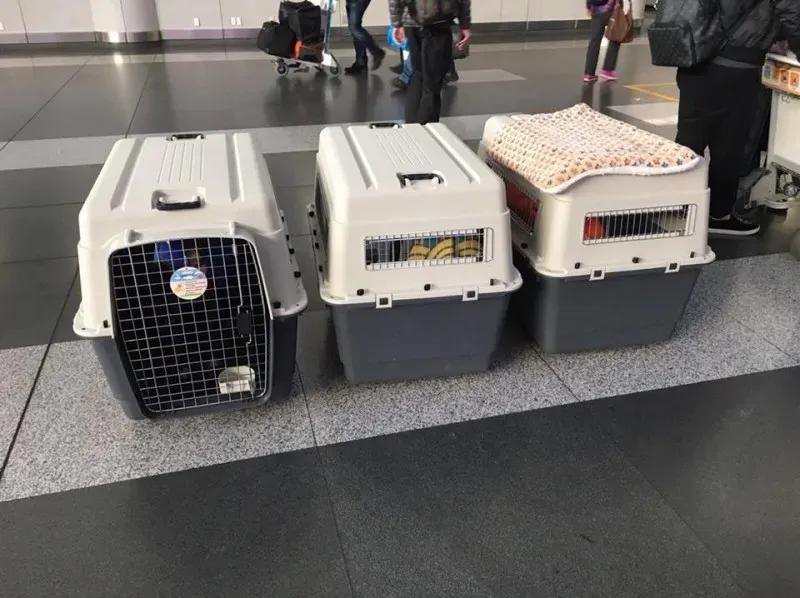 25158187 1567437623340087 6957152224356114691 n