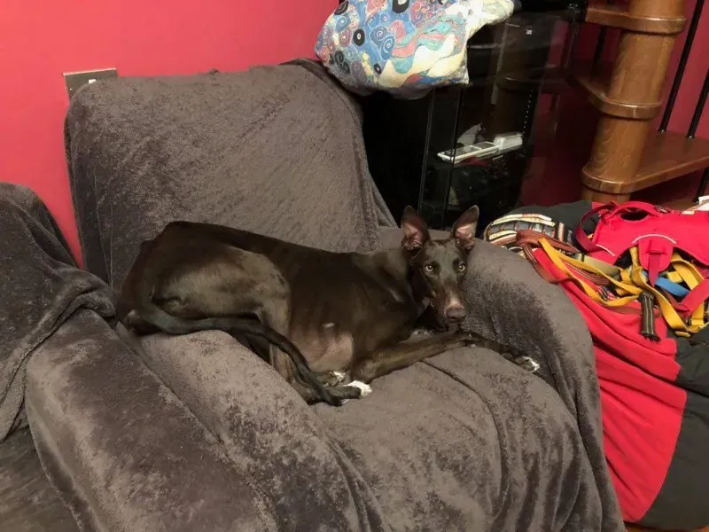 25182011 1568953113188538 7366436907979923257 o