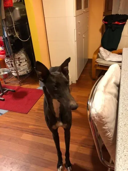 25299252 1568953549855161 3172299830126538024 n