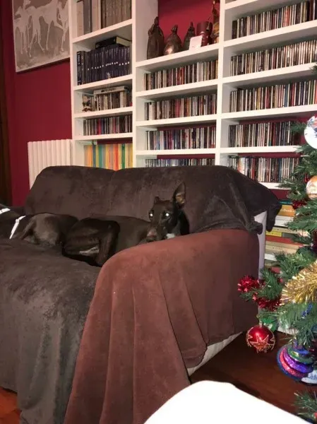 25299253 1568953456521837 7951162558448295713 n