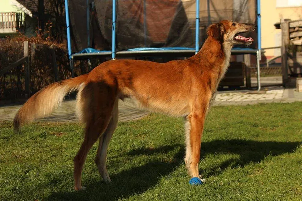 25660076 10214949660076534 1835413742051613378 n