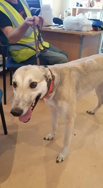 25674118 1515010058582917 327938479 n