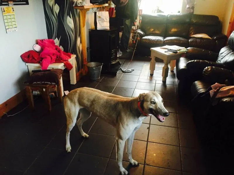 25674871 1513874545363135 917100372 o