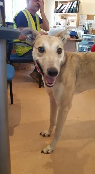 25975342 1515010045249585 1118518518 n