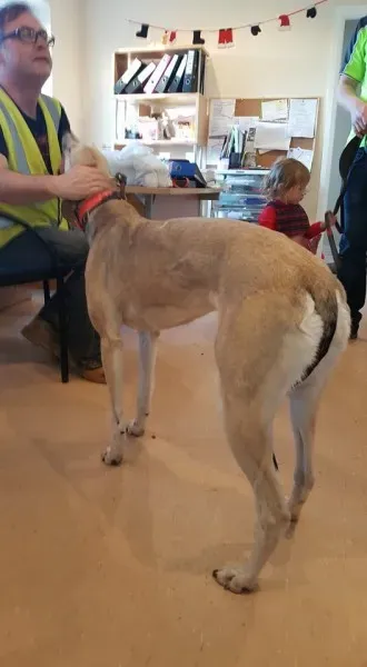 25990514 1515010131916243 374195004 n