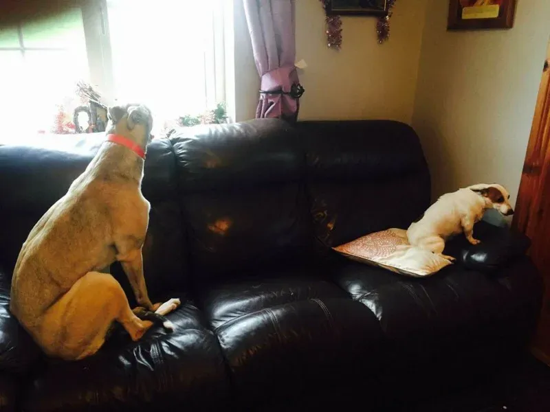 25991073 1513874552029801 629248486 o