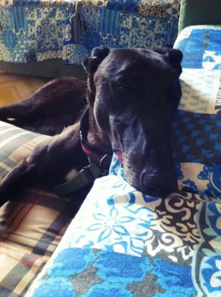 25  Rosie petlevrieri mercatodellacarne cina macao onlus