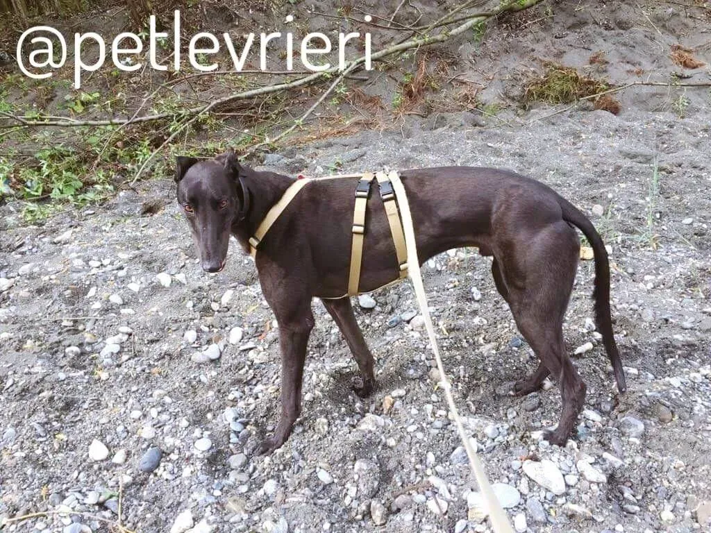 25 Doodle Greyhound rescue petlevrieri petlevrierionlus foster progettofoster