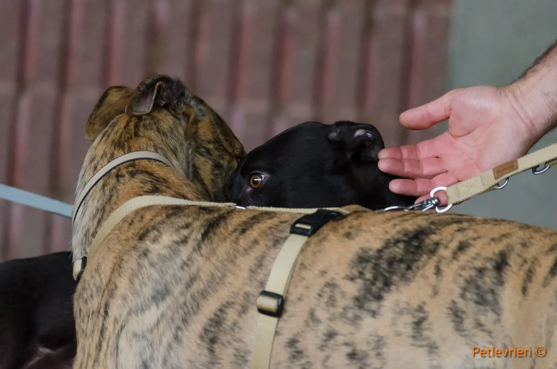 25 Jerry Greyhound rescue petlevrieri petlevrierionlus foster progettofoster