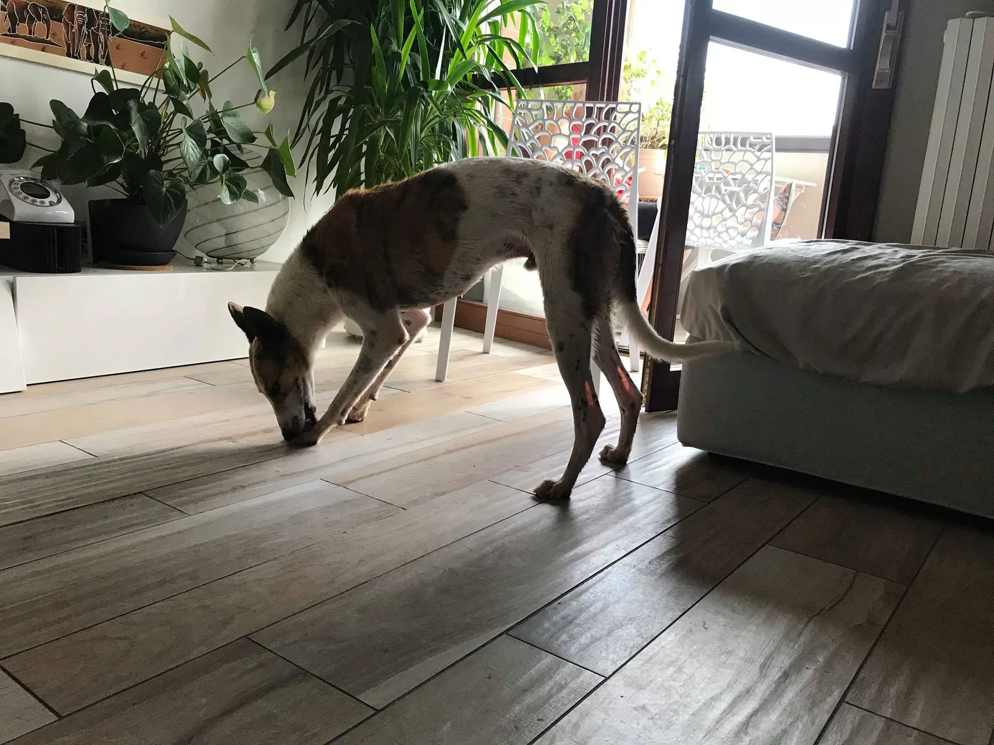 25 Sam whippet petlevrieri petlevrierionlus salvatomercatodellacarne Foster progettofoster.JPG