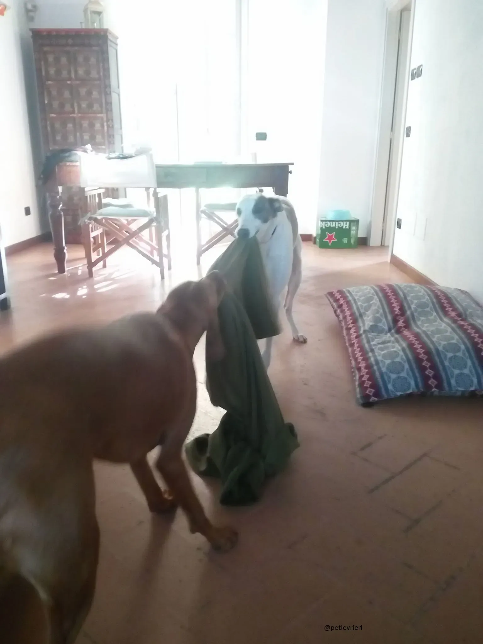 25 Spark Greyhound rescue petlevrieri petlevrierionlus foster progettofoster