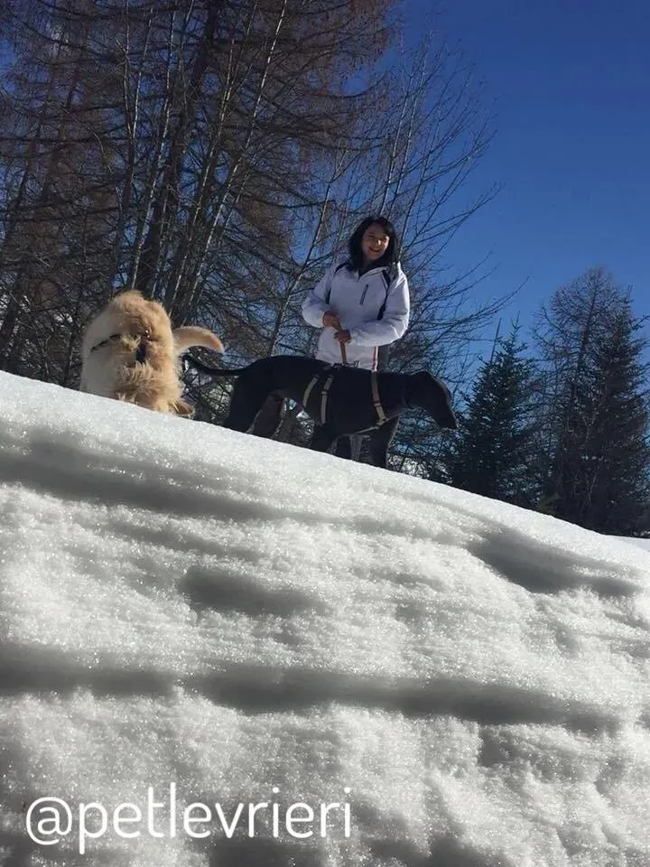 26.1 Doodle Greyhound rescue petlevrieri petlevrierionlus foster progettofoster