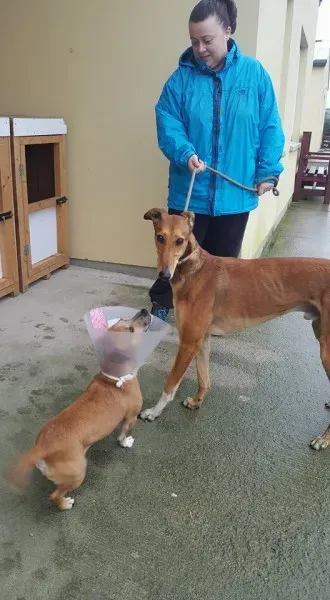 26057960 1517466625003927 1419148932 n