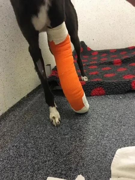 26102790 10154893949575194 1118888725 n