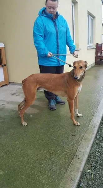 26135199 1517465931670663 1688263086 n