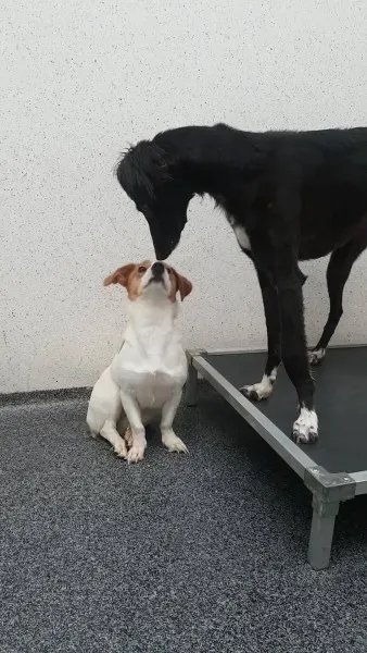 26170850 1976752372342452 806635610675874473 o 1