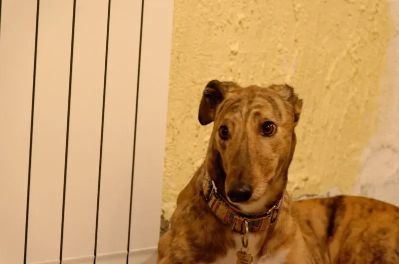 26171338 10212183920568185 4184435983042116259 o