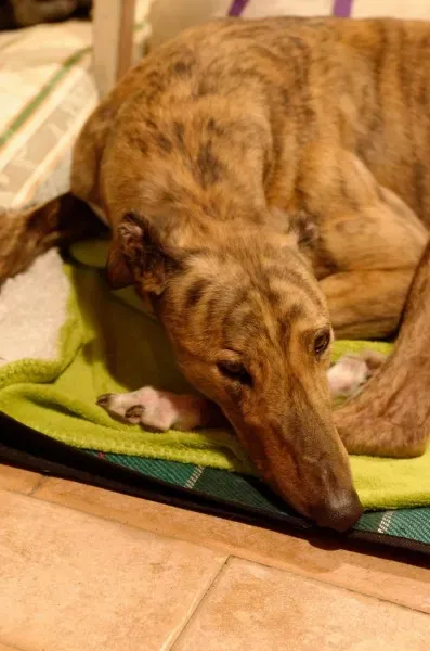 26171745 10212183814245527 5485607754865229191 o