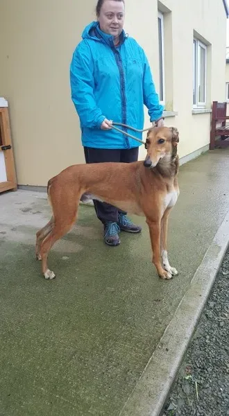 26175230 1517466085003981 1636560917 n