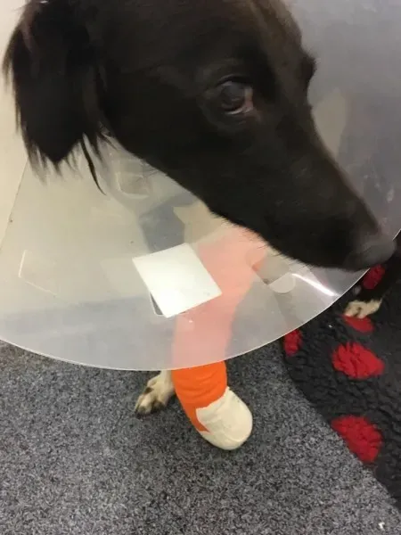 26175634 10154893947850194 2046406781 n