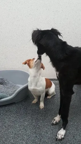 26197154 1613288232096107 271322376 n