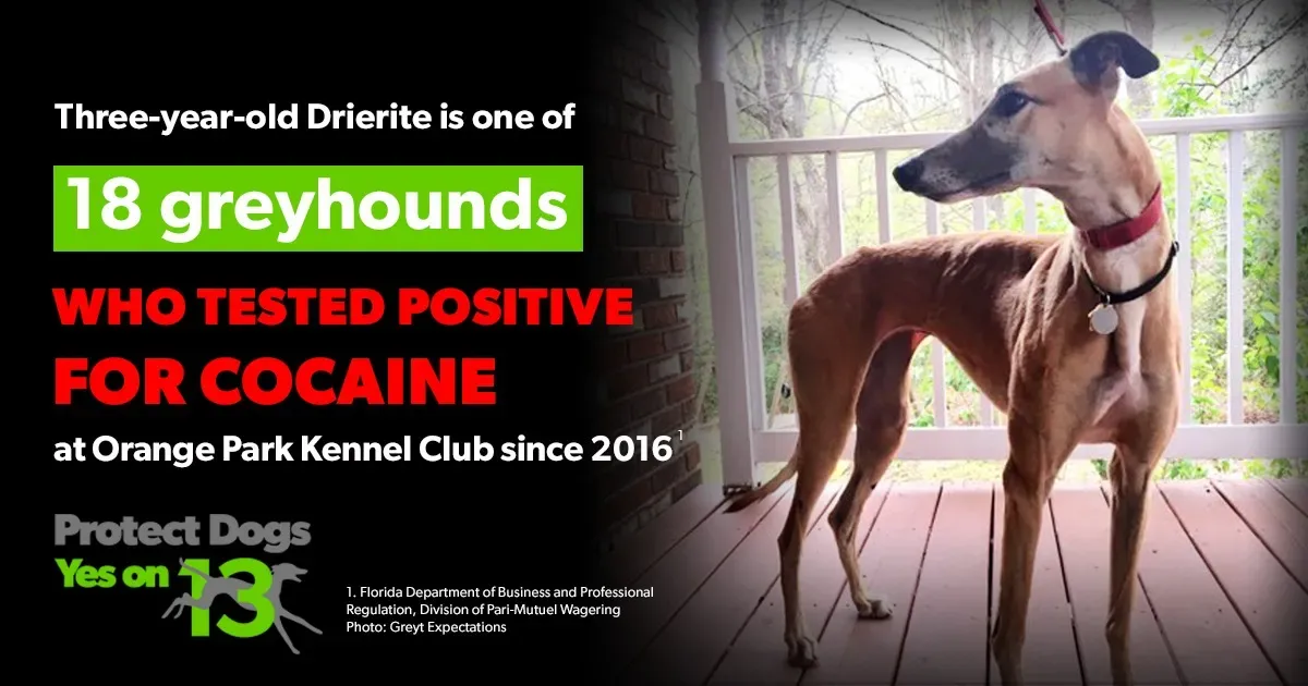 26229382 1637073973067398 7047917249155273503 n