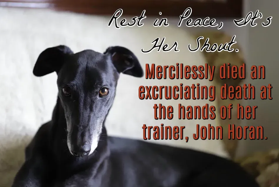 26229382 1637073973067398 7047917249155273503 n