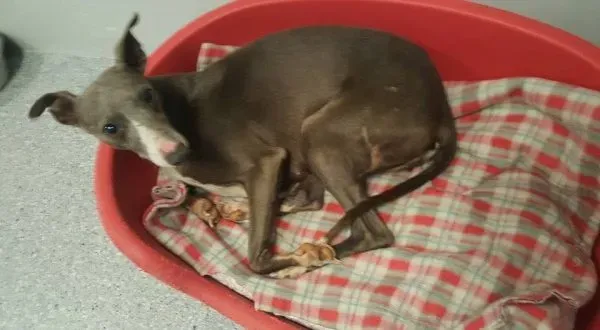 26229654 1997599976924358 3844727305208829833 n e1521370195604