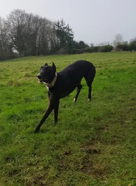 26234219 10213511145866595 462653283 n