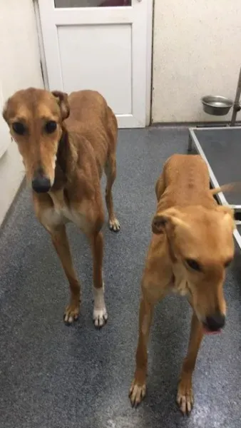 26241471 10154899634795194 1825274808 n