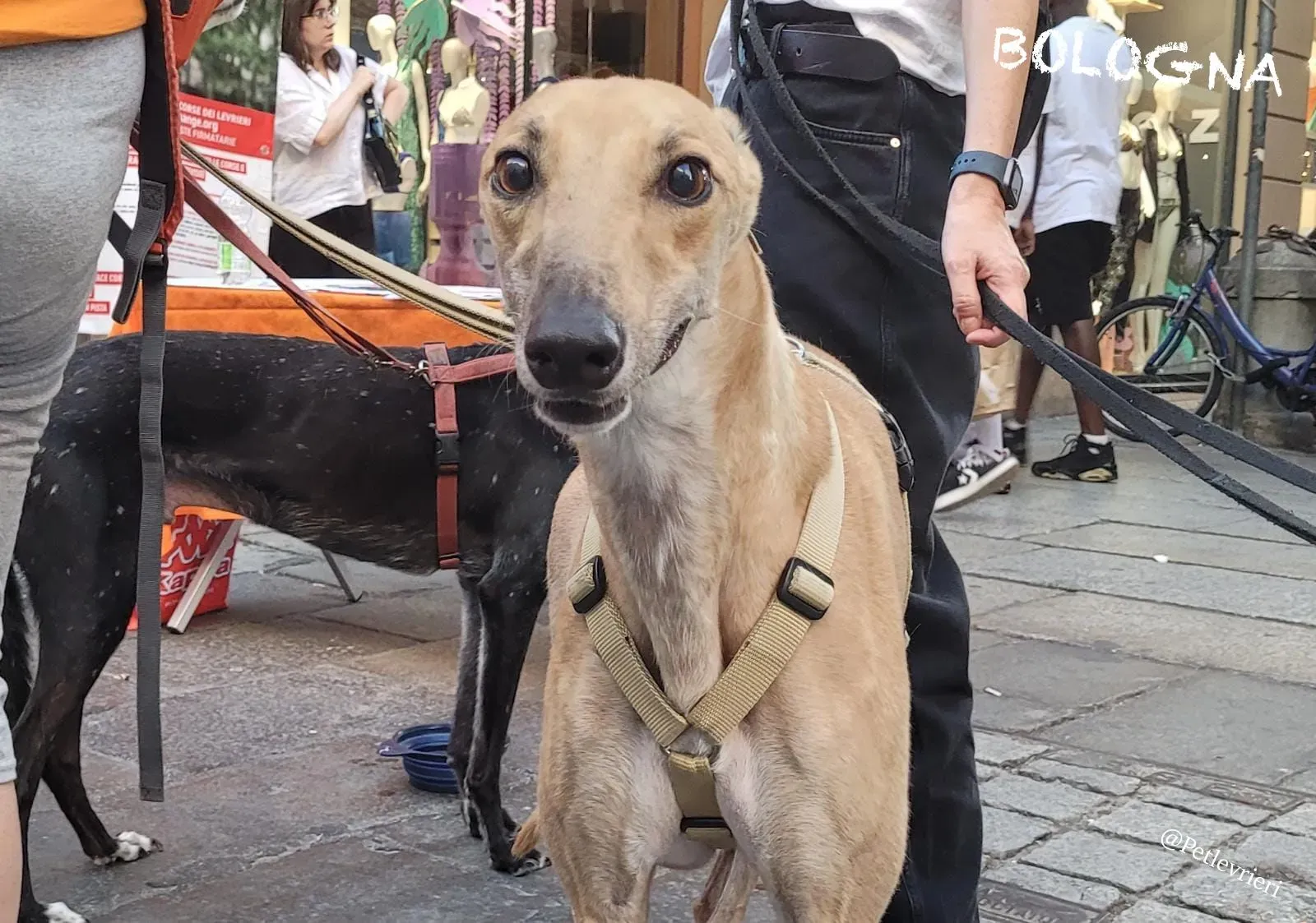 2628d52f 6cee 4415 a077 c019a3f30b75 risultato