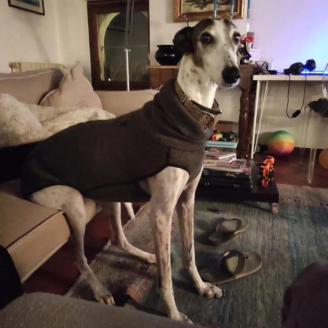 263668240 2835973036700597 1883168813913722225 n