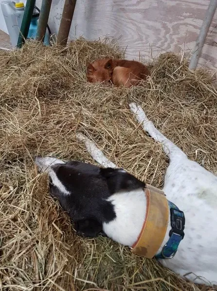 26544018 702137589984835 436769094 o