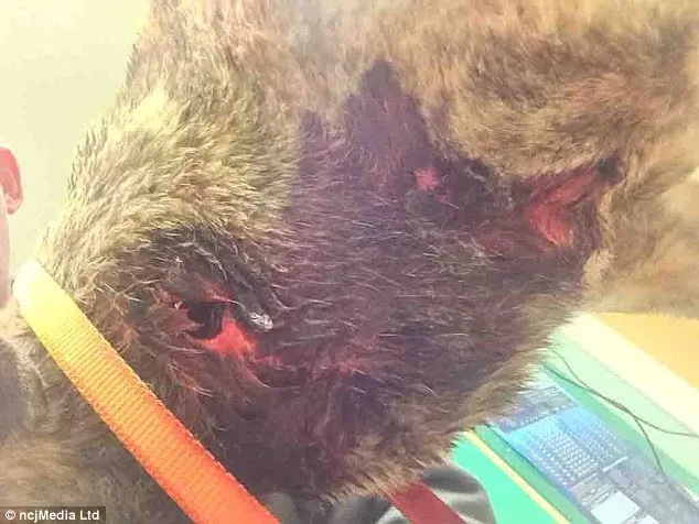 265E71CF00000578 0 image a 10 1425634511564