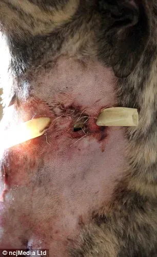 265E71EB00000578 0 image a 15 1425634561459