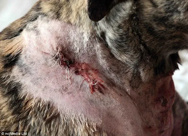 265E720300000578 0 image a 18 1425635156747