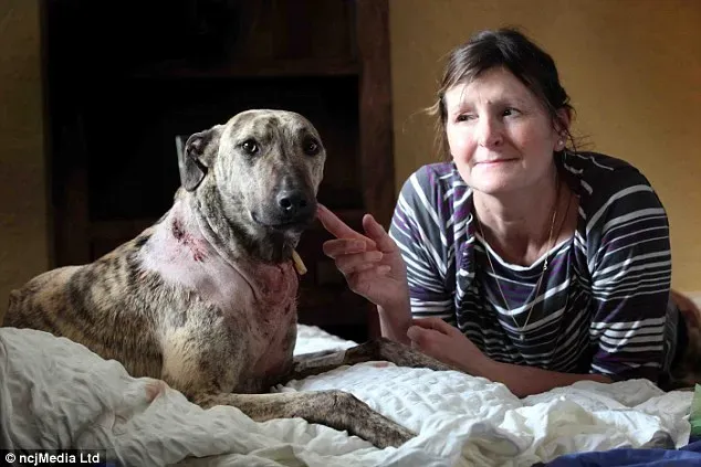 265E721300000578 0 image a 16 1425634652850