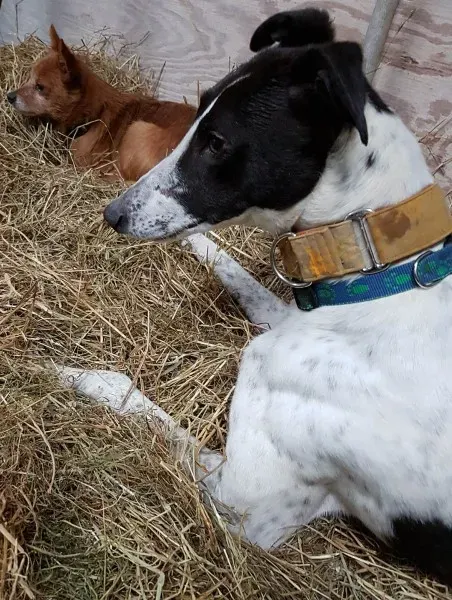 26610644 702137603318167 1531138394 o