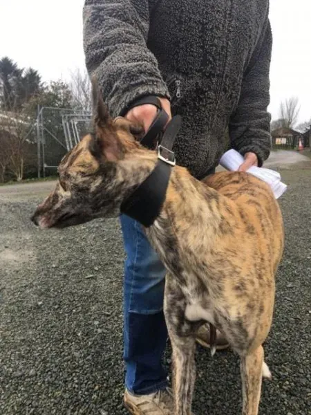 26940823 1635293289895601 322533442 n