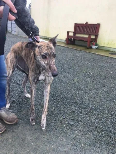 26941247 1635293283228935 1984113069 n