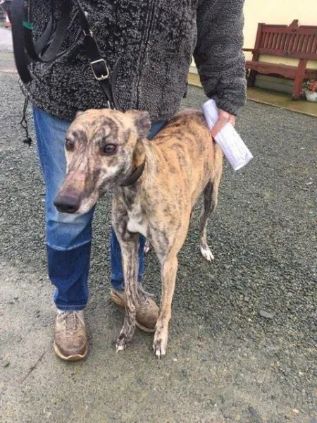 26943437 1635293253228938 93644460 n